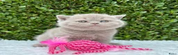 British Shorthair cats for sale: British Shorthair Lilac  - Advert 10