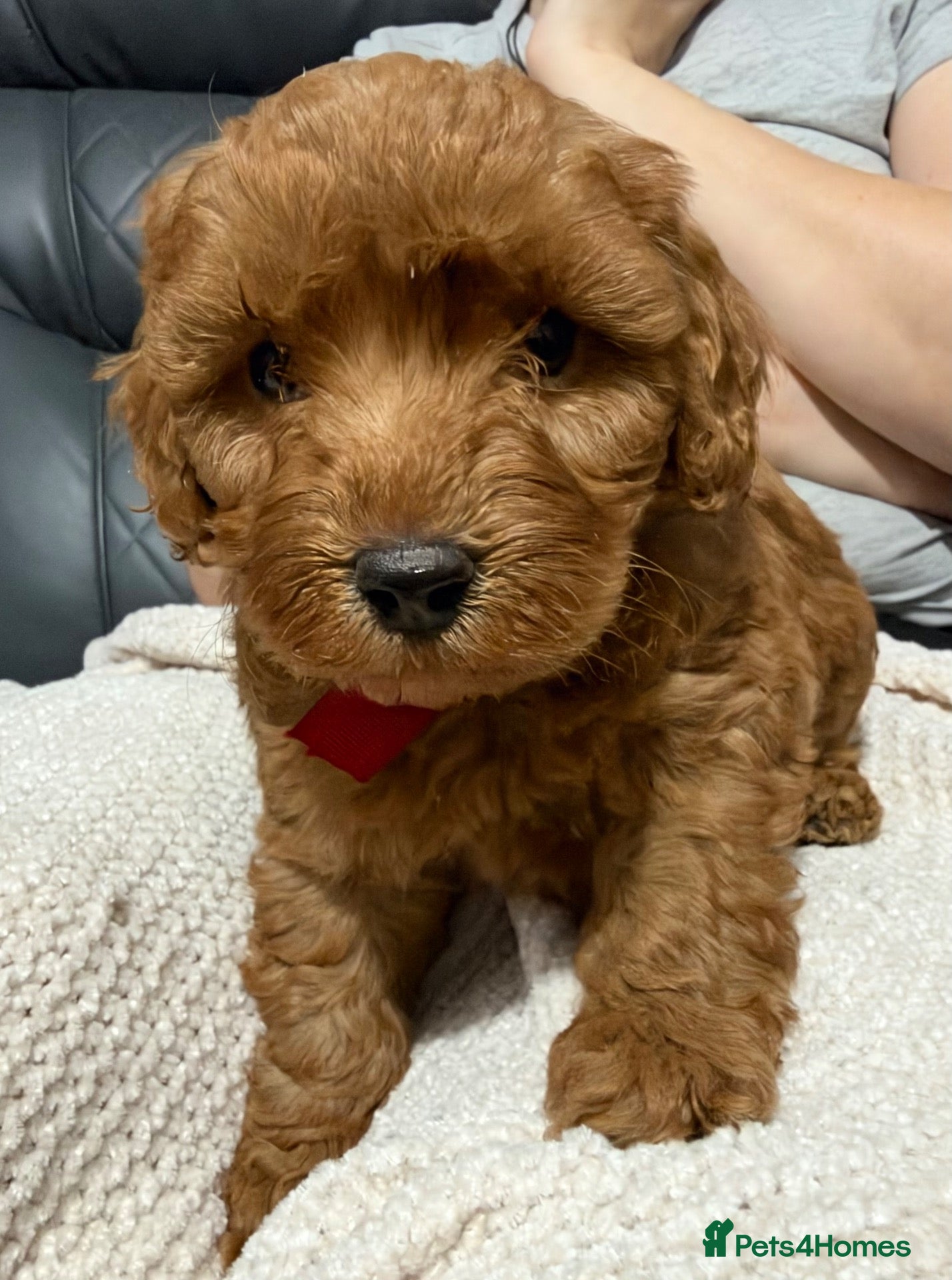Cavapoo dogs for sale: Ready to be rehomed this weekend  - Advert 24