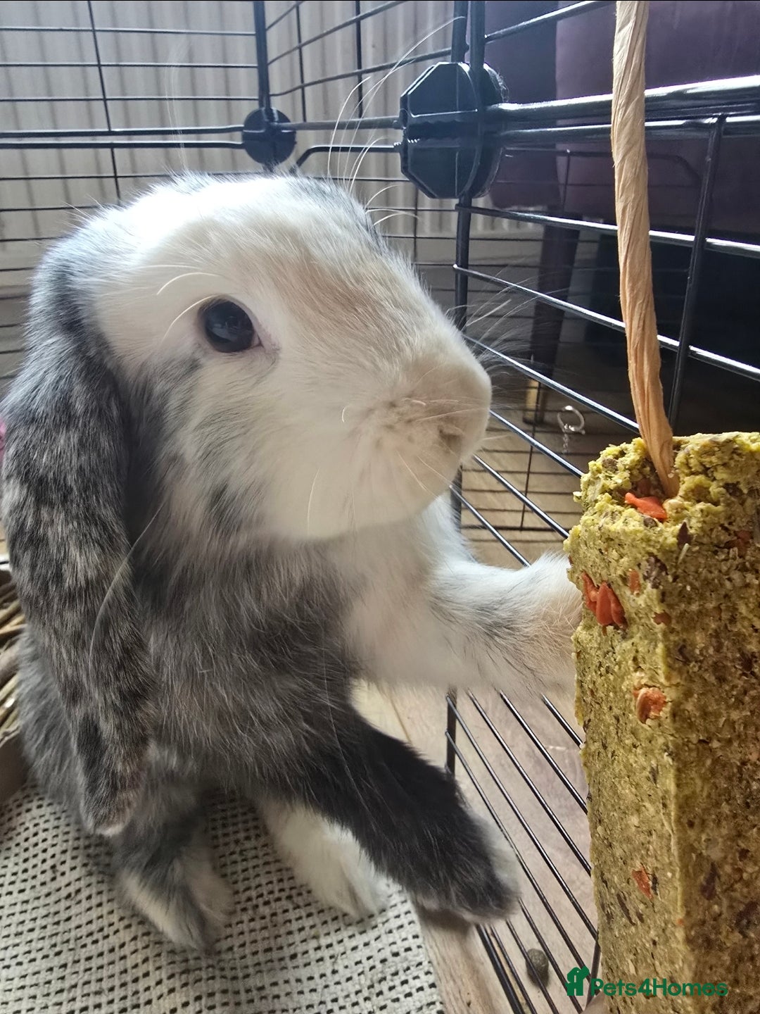 Mixed Breed rabbits for sale: Rex and mini lop rabbit - Advert 3