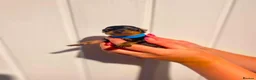 Miniature Pinscher dogs for sale: Miniature Pinschers, Chocolates - Advert 20