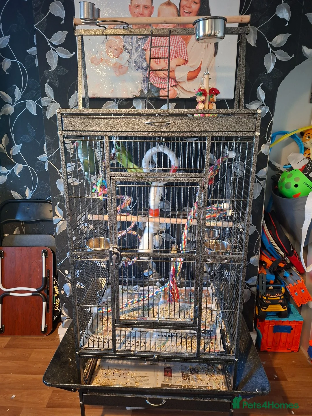 Ringnecks birds for sale: Pair of ringnecks - Advert 1