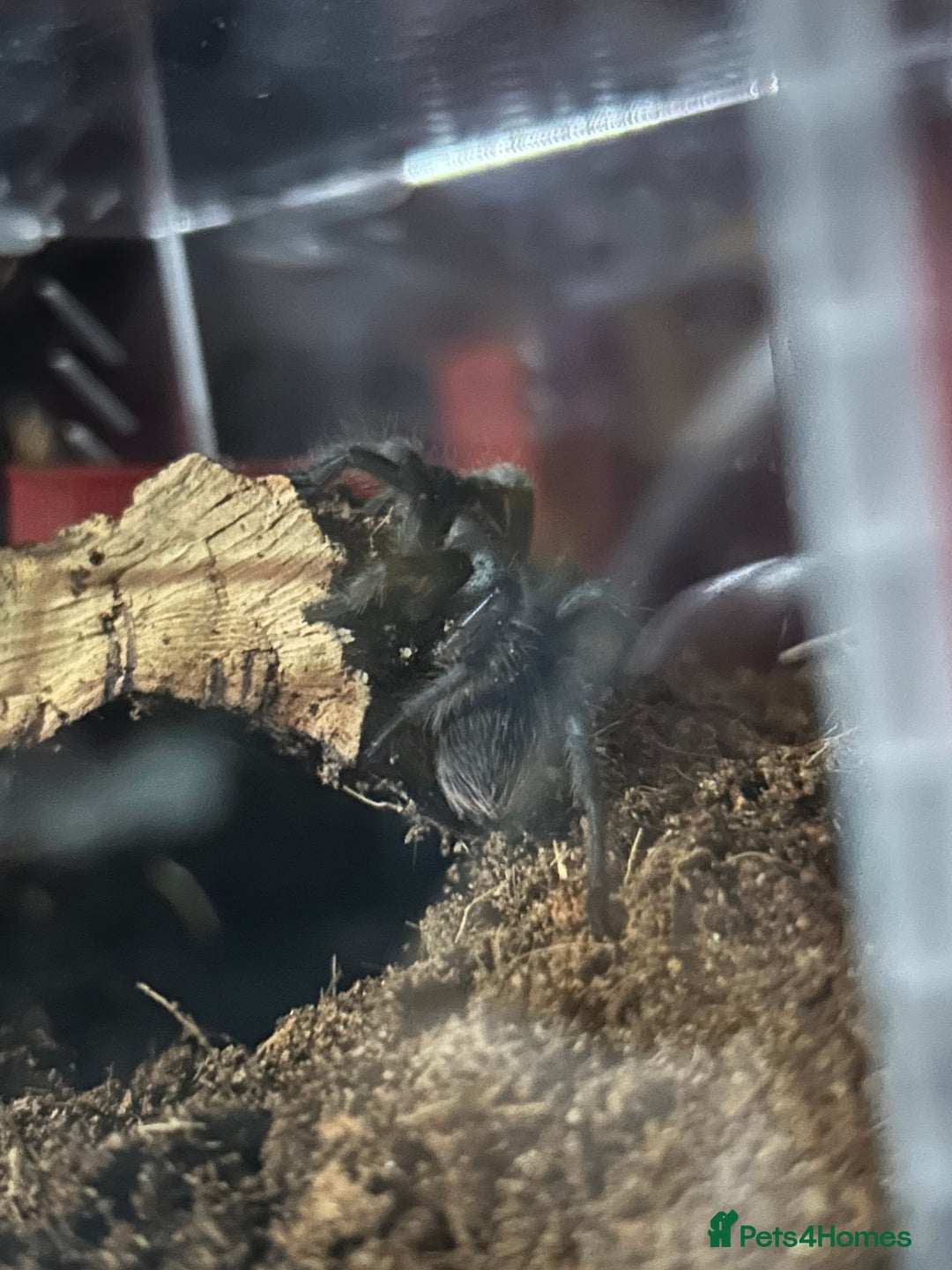 Tarantulas invertebrates for sale: Aphonopelma hentzi - Texas Tan tarantula - Image 2