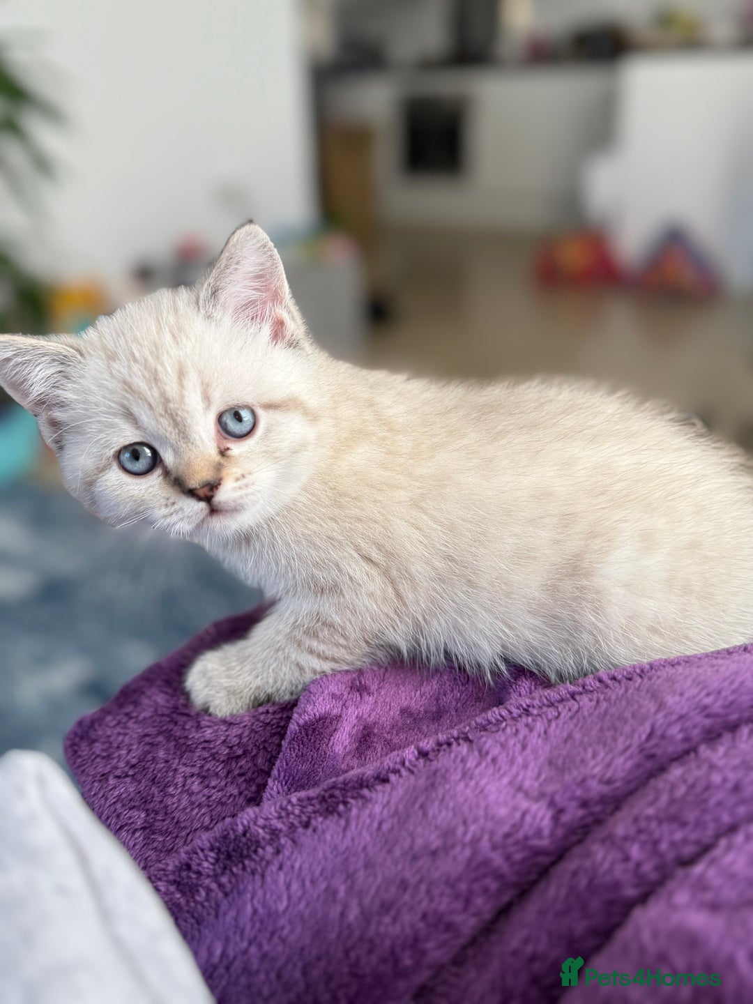 Scottish Fold cats for sale: Scottish Fold Kittens  - Advert 17