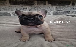 French Bulldog dogs for sale: French Bulldog puppies  - Image 11