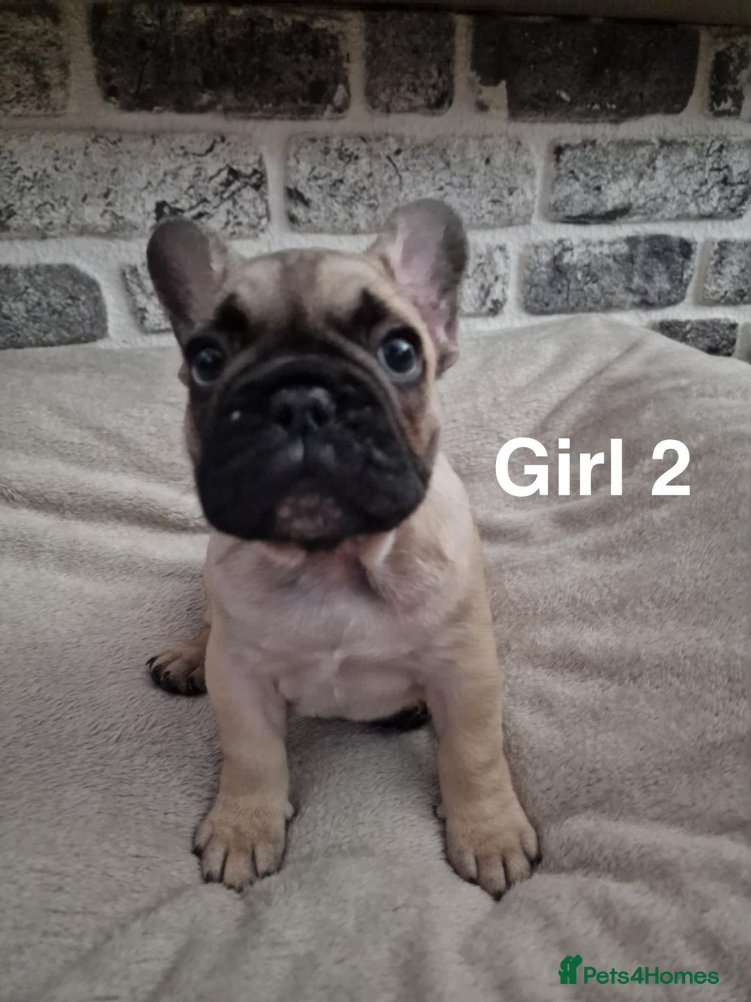 French Bulldog dogs for sale: French Bulldog puppies  - Image 11