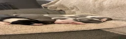 Whippet dogs for sale: ⭐️⭐️beautiful whippet pups ⭐️⭐️ in Pencader - Advert 24