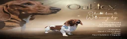 Miniature Dachshund dogs for stud: Red Piebald Miniature Dachshund  - Advert 1
