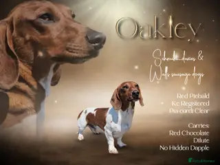 Miniature Dachshund dogs Red Piebald Miniature Dachshund - Advert 7
