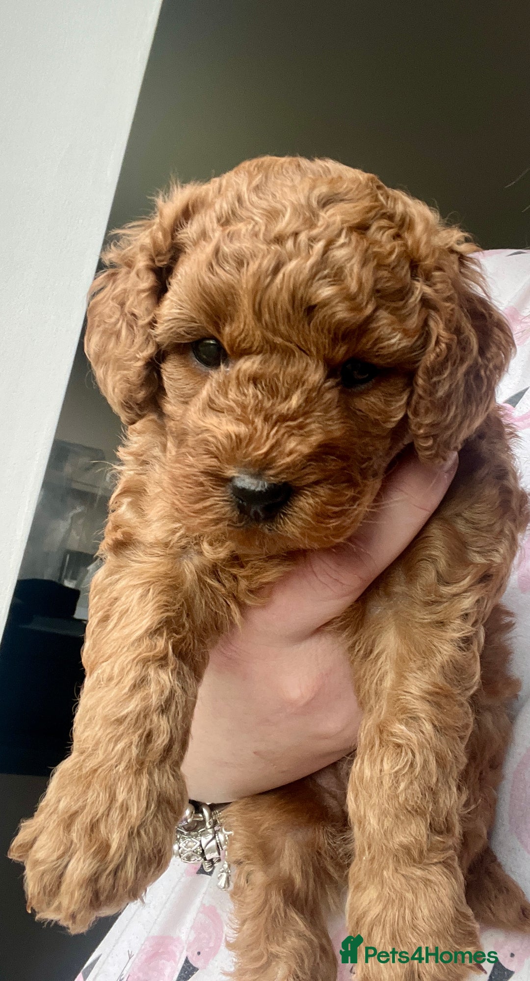 Cockapoo dogs for sale: ⭐️ BEAUTIFUL RED GIRL COCKAPOO⭐️ - Advert 4