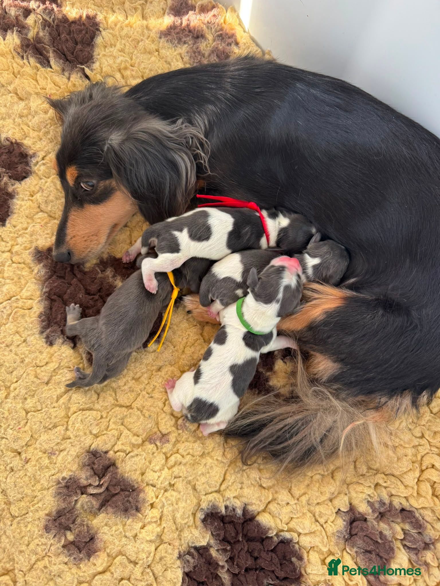 Miniature Dachshund dogs Blue + Tan Piebald Long Haired Miniature Dachshund - Advert 6