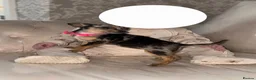 Chihuahua dogs for sale: Chihuahua in Romford - Advert 1