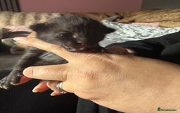 British Shorthair cats for sale: 3 boys kittens ready beginning of nov  - Image 6