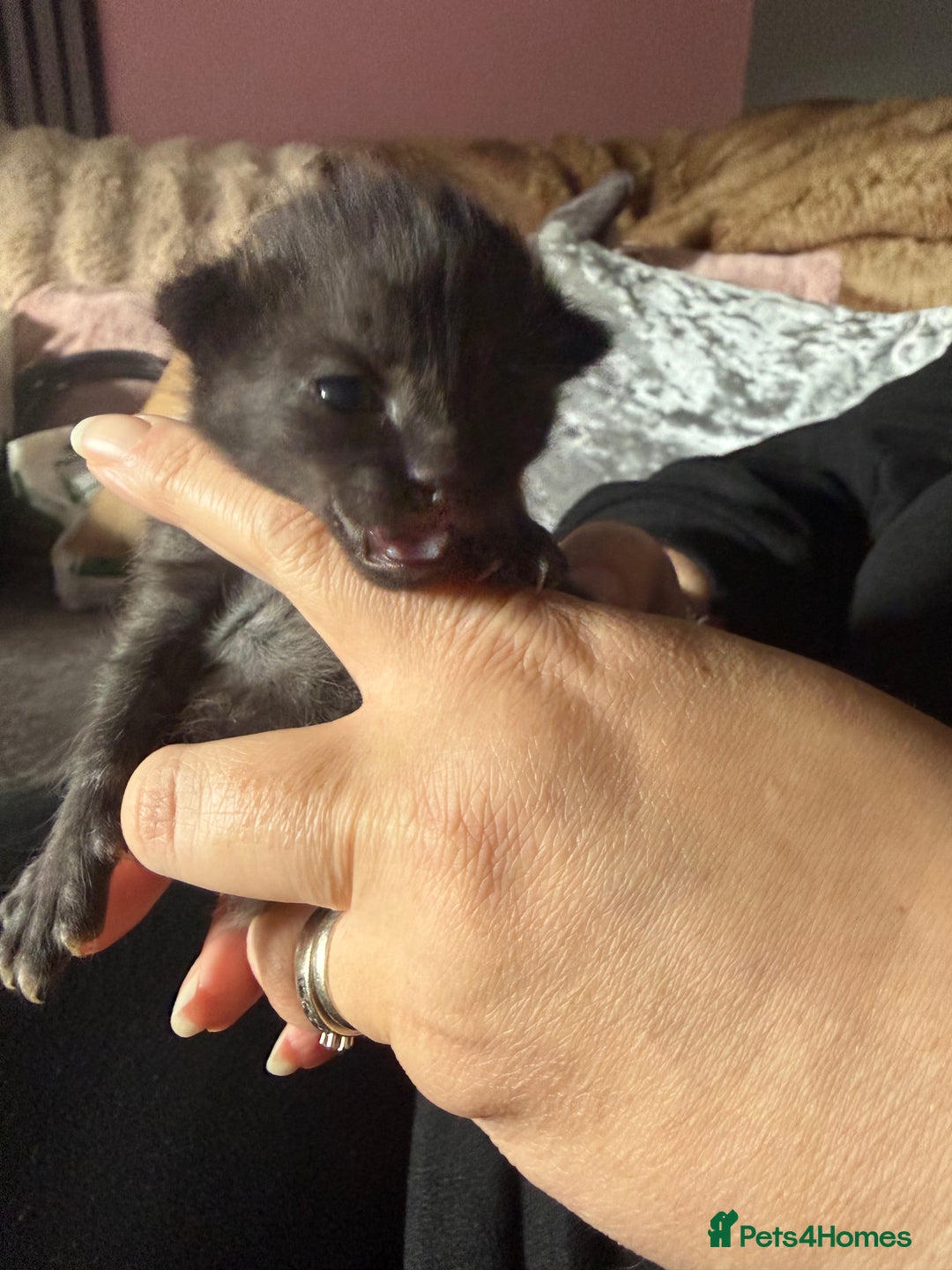 British Shorthair cats for sale: 3 boys kittens ready beginning of nov  - Image 6