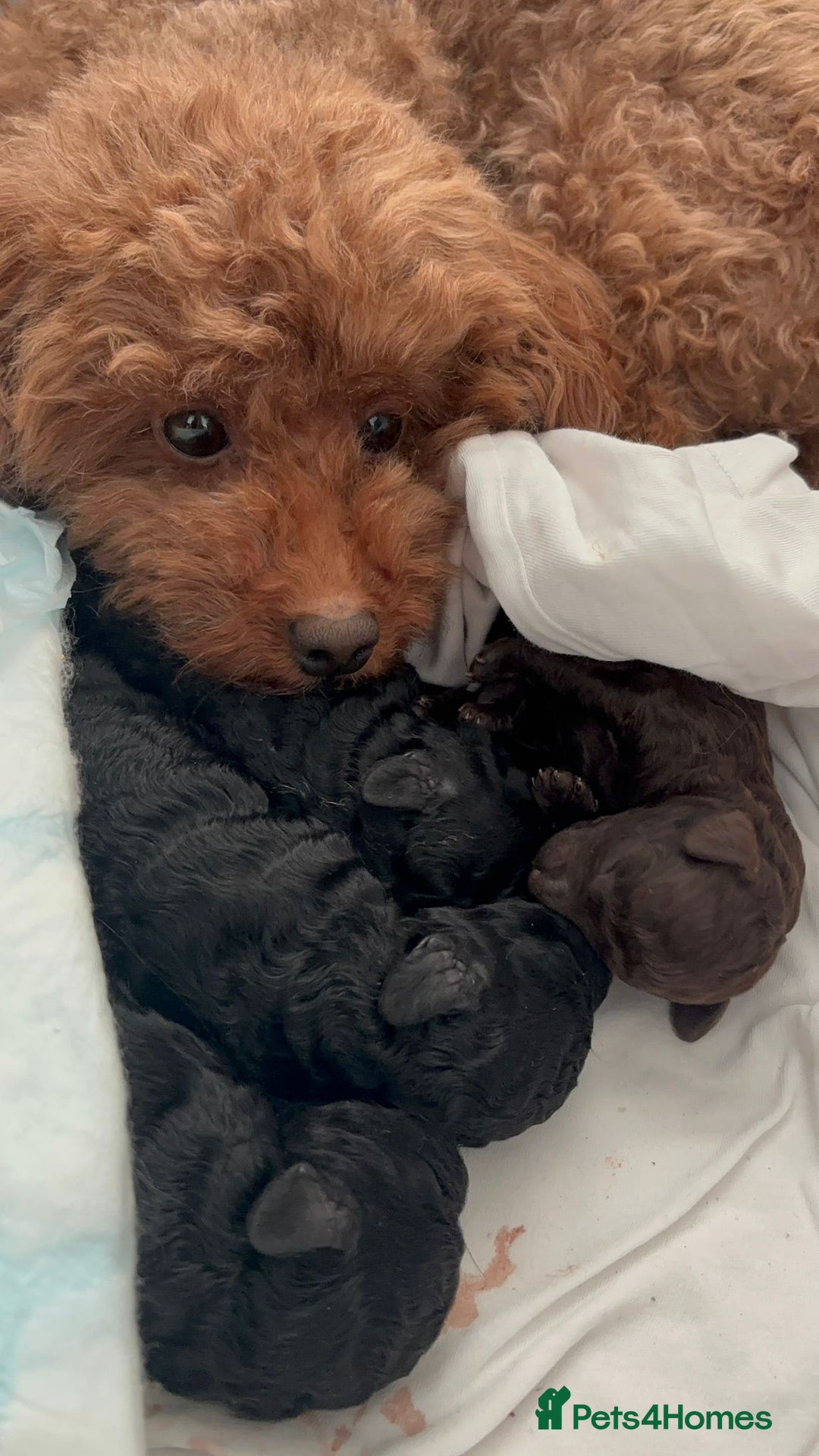 Toy Poodle dogs for sale: 3 adorable toy poodles. Multicoloured, check des. - Advert 16