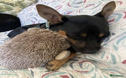 Mixed Breed dogs for adoption: Ernie - looking for his forever family - Advert 1