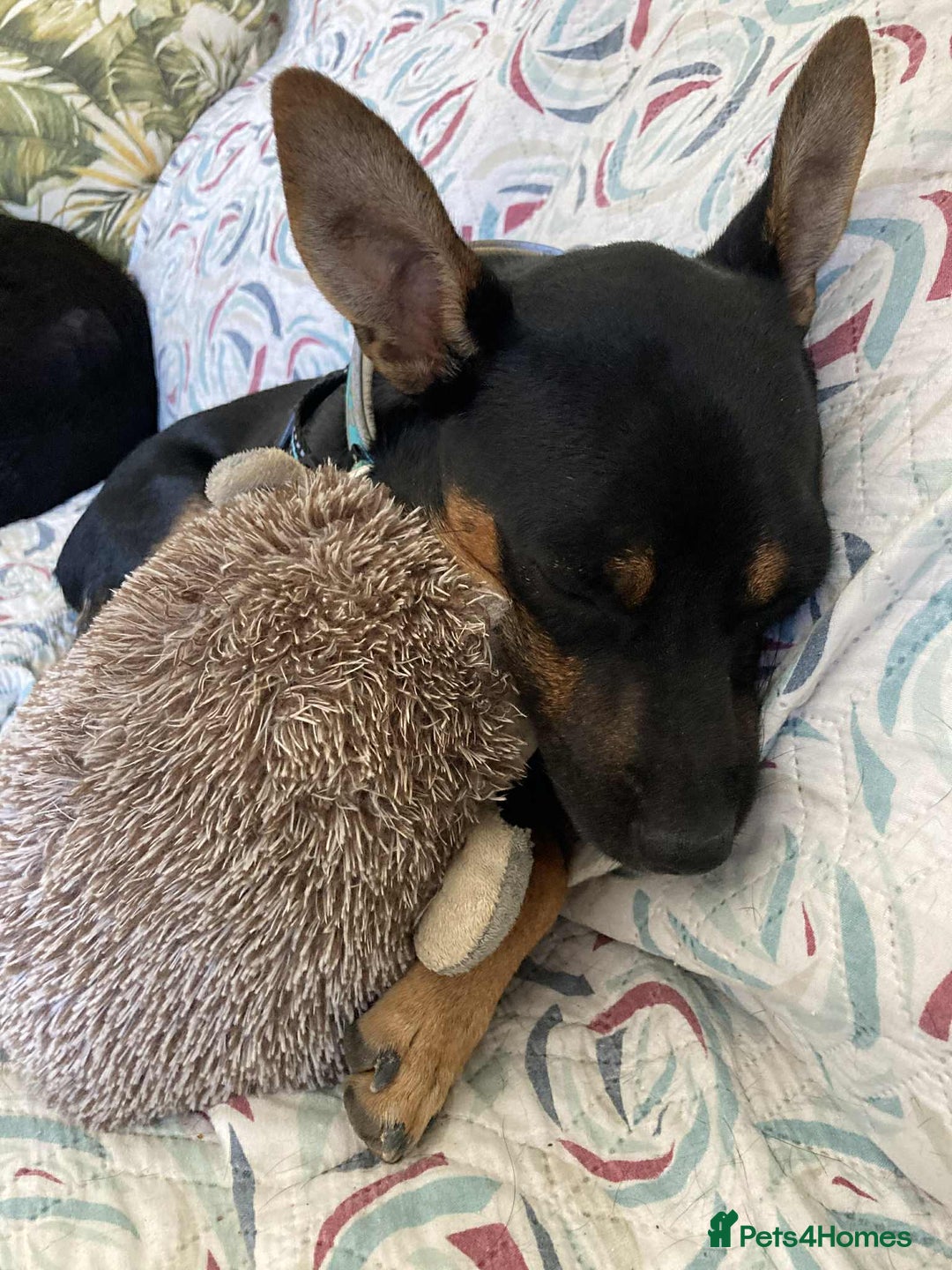 Mixed Breed dogs for adoption: Ernie - looking for his forever family - Advert 1