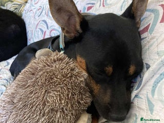 Mixed Breed dogs Ernie - looking for his forever family - Advert 5