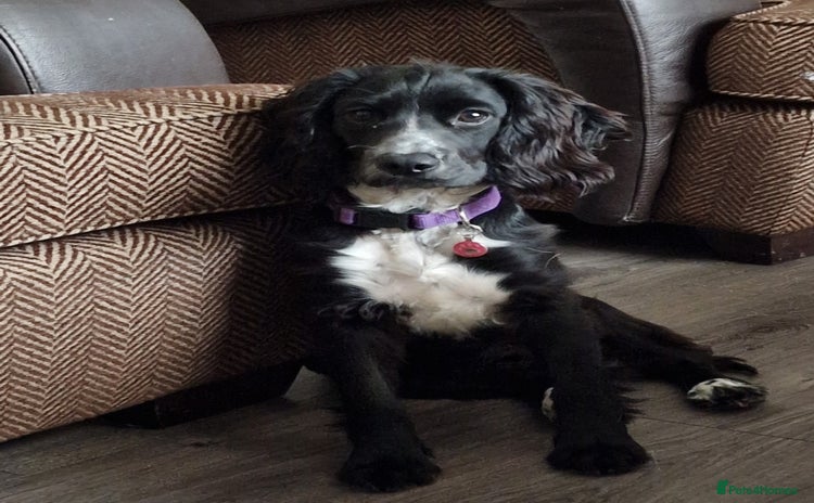 Cocker Spaniel dogs for sale - Advert 2