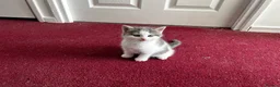 American Shorthair cats for sale: 3 Little Tabbies Looking for Their Forever Homes! - Advert 26