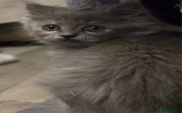Persian cats for sale: Persian  - Image 32