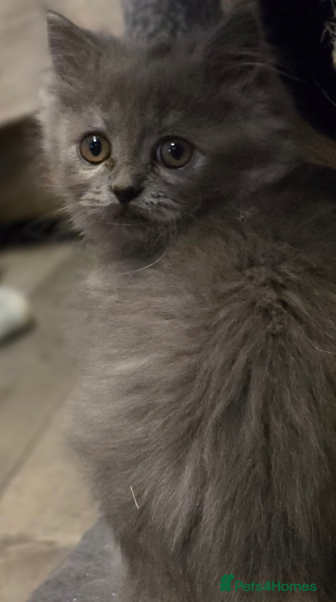 Persian cats for sale: Persian  - Image 32
