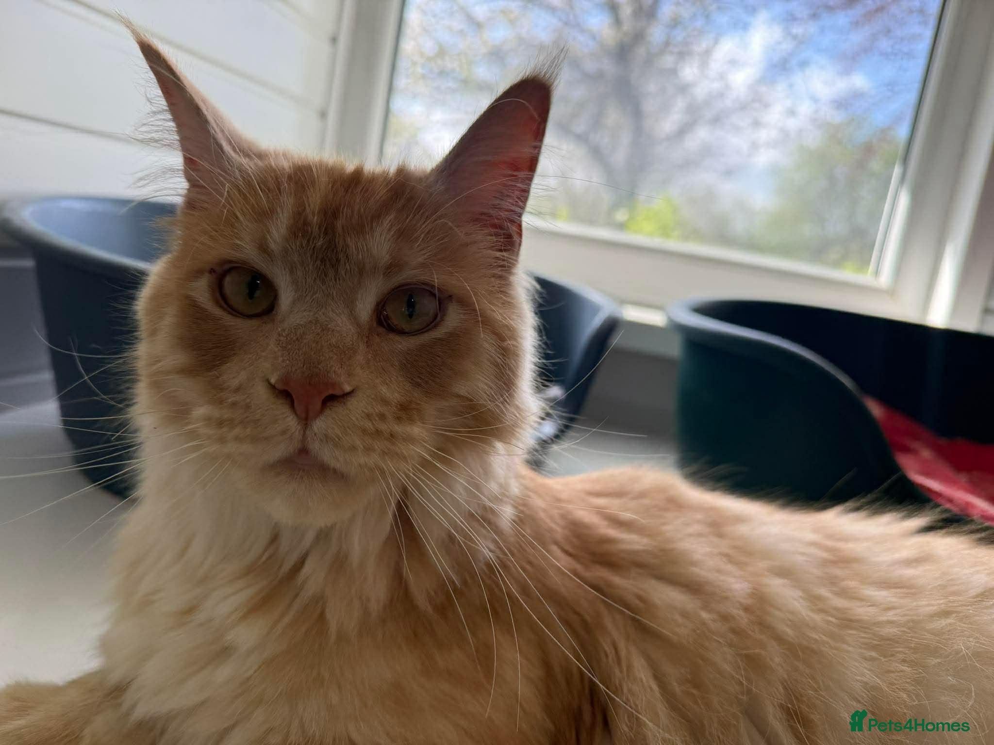 Maine Coon cats for sale: Big Mainecoon Male baby left  - Advert 4