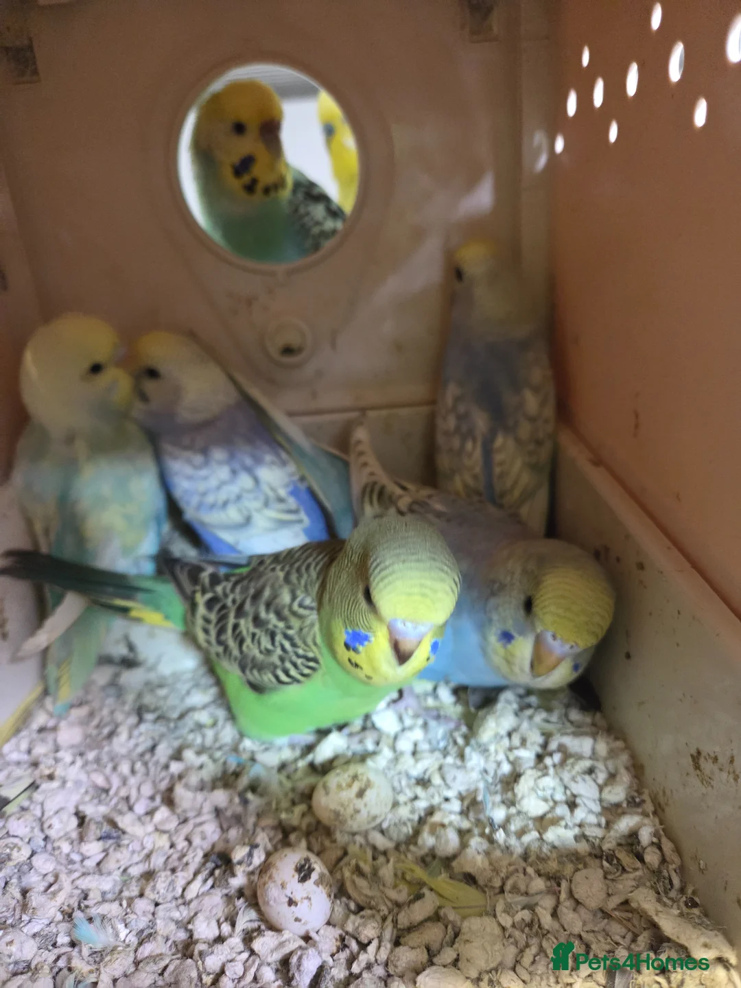 Budgerigars birds for sale: Semi tame budgies - Advert 1