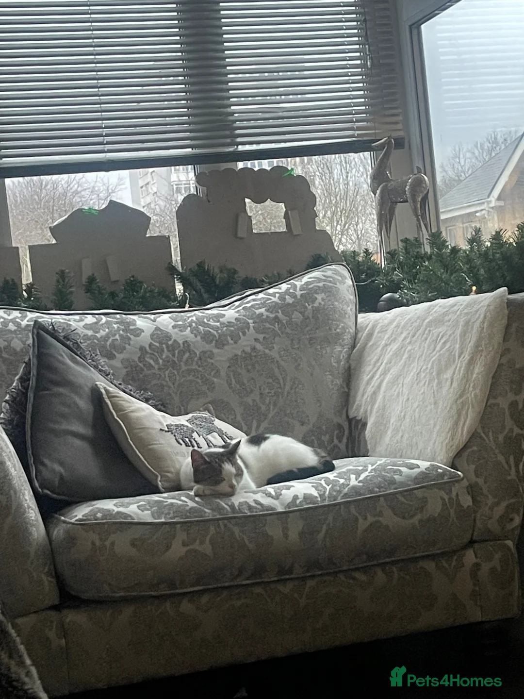 Mixed Breed cats for sale: 6 adorable kittens  - Advert 1