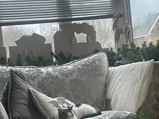 Mixed Breed cats 6 adorable kittens - Advert 1