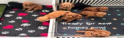 Cockapoo dogs for sale: Cockapoo Puppies- only 1 remaining - ready now  - Advert 8