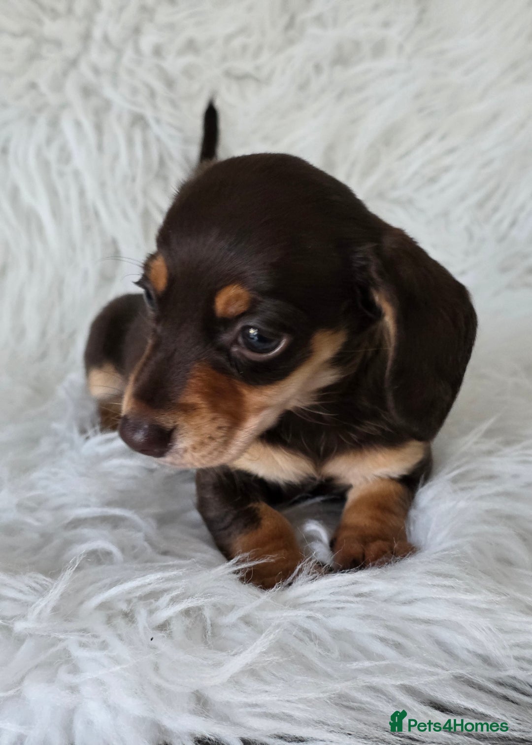 Miniature Dachshund dogs for sale: KC reg, gorgeous litter.5* Licensed. READY NOW  - Advert 12