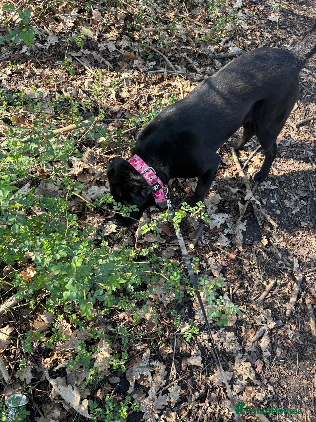 Mixed Breed dogs for sale: 2 year old female cane corso cross shar pei in Warrington - Advert 4