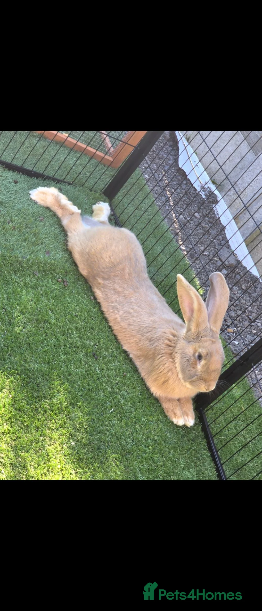 Continental Giant rabbits for sale: 3 black continental babies for RESERVE - Advert 5