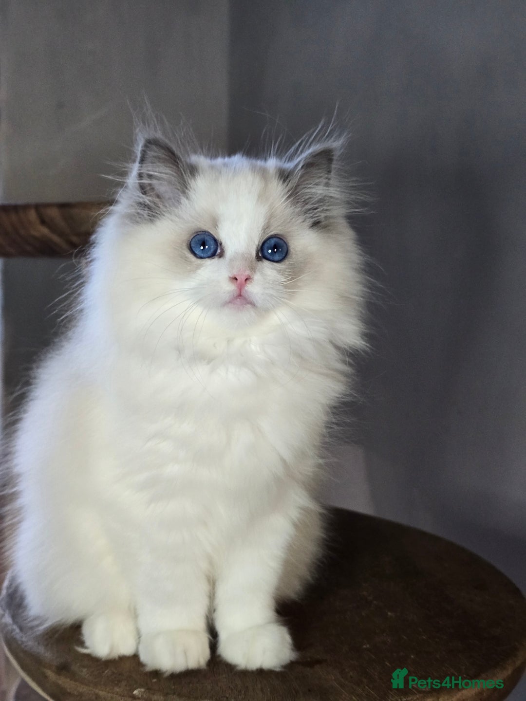 Ragdoll cats for sale: Stunning Blue Bicolour Pedigree Ragdoll Kittens  - Advert 5