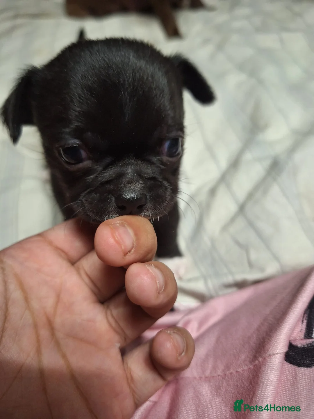 Chihuahua dogs for sale: Three beautiful chihuahuas - Advert 9