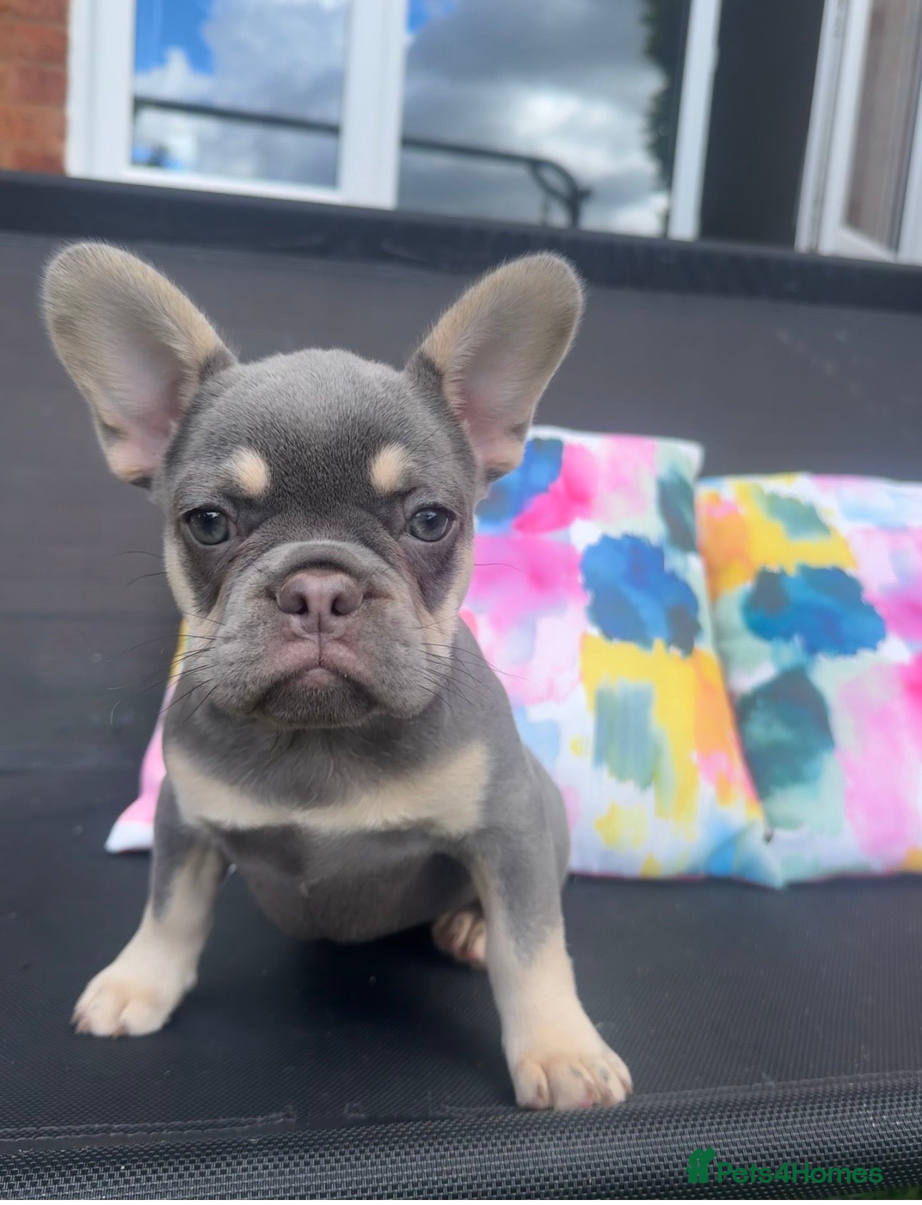 French Bulldog dogs for sale: Frenchie Puppies Ready to go now  in Halesowen - Advert 13