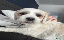 Zuchon dogs for sale: Dottie - 3 year old neutered Zuchon - Image 1