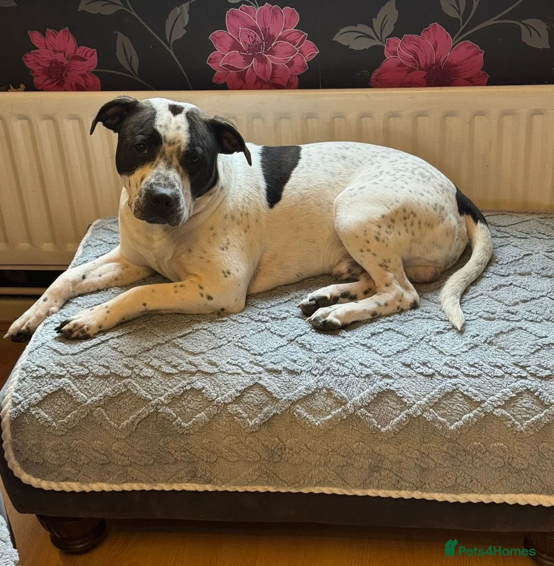 Staffordshire Bull Terrier dogs for sale: Looking for a loving home for our puppy  in Staines - Advert 1