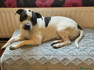 Staffordshire Bull Terrier dogs Looking for a loving home for our puppy - Advert 11