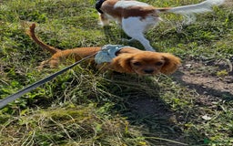 Cavalier King Charles Spaniel dogs for sale: KC reg, pedigree CKCS girl, ready to go - Image 8