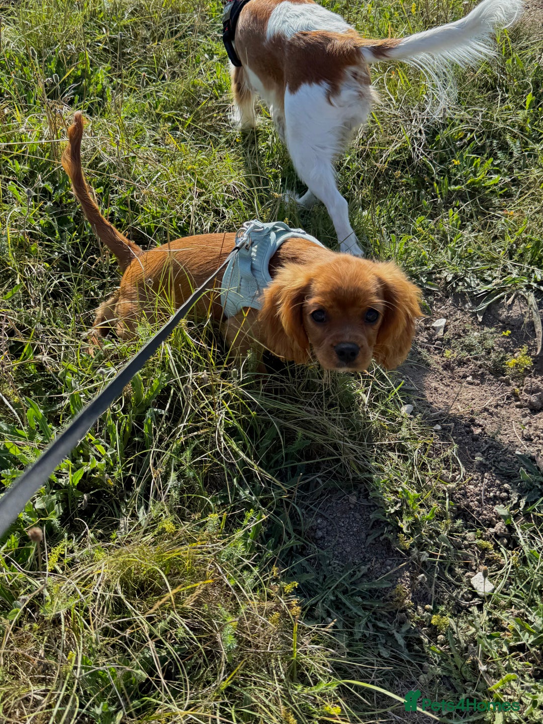 Cavalier King Charles Spaniel dogs for sale: KC reg, pedigree CKCS girl, ready to go - Image 8