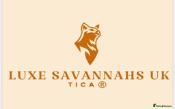 Savannah cats for sale: KIWANGA PEDIGREE F3 SAVANNAH KITTENS  - Image 22