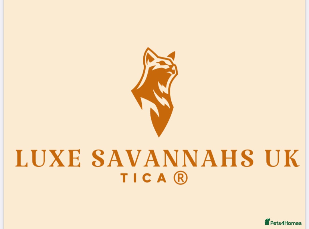 Savannah cats for sale: KIWANGA PEDIGREE F3 SAVANNAH KITTENS  - Image 22
