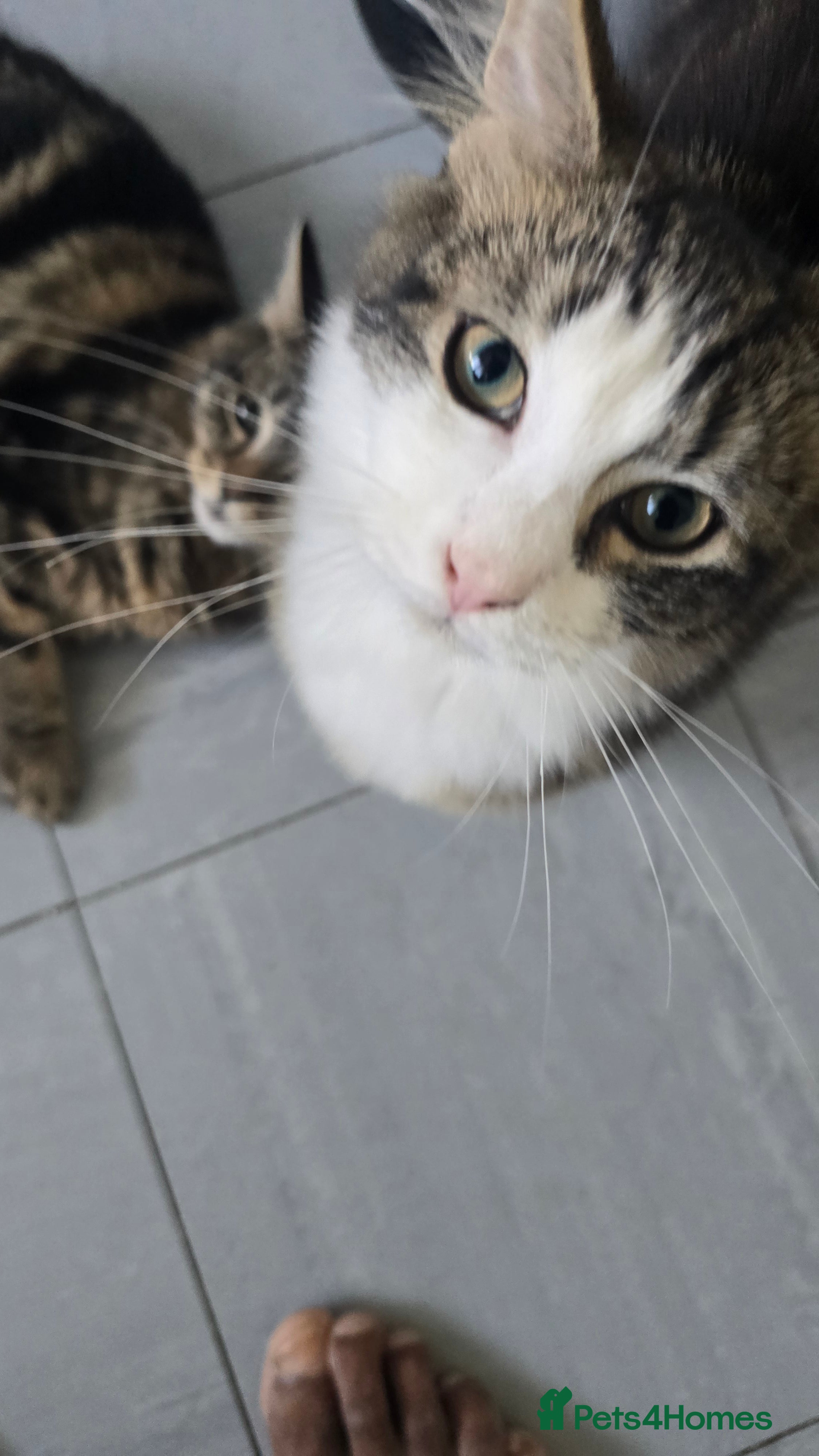 Mixed Breed cats 2 Beautiful Forever Brothers Available - Advert 1