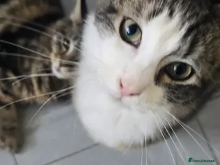 Mixed Breed cats 2 Beautiful Forever Brothers Available - Advert 16