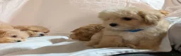 Maltipoo dogs for sale: Lovely Maltipoo Puppies Ready To Leave - Advert 4