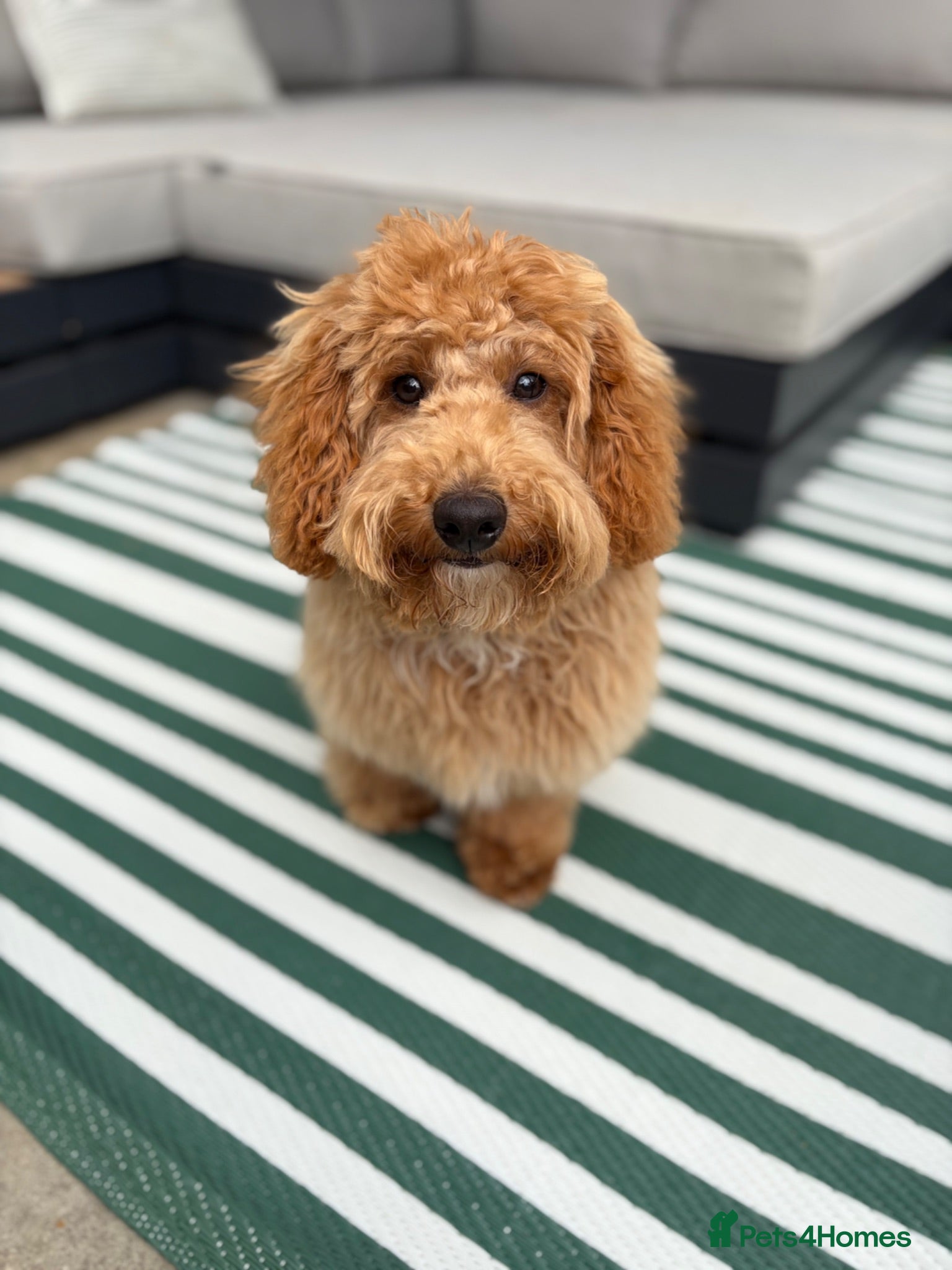 Poochon dogs Beautiful 6 month old Poochon for rehoming - Advert 7