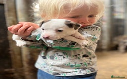 Jack Russell dogs for sale: Miniature Jack Russell terrier puppies  - Image 5