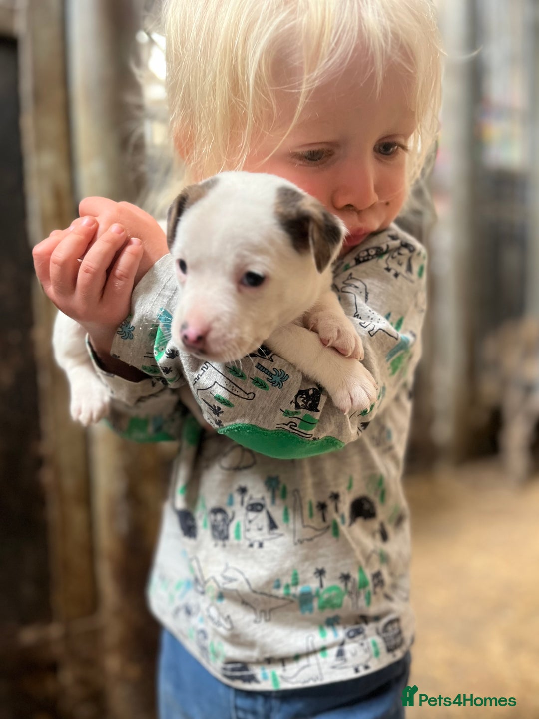Jack Russell dogs for sale: Miniature Jack Russell terrier puppies  - Image 5