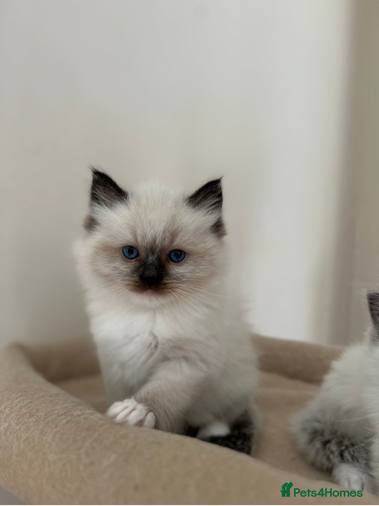Ragdoll cats GCCF RAGDOLLS AVAILABLE - Advert 11